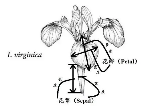鸢尾花结构